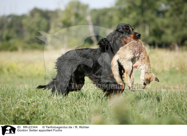 Gordon Setter apportiert Fuchs / RR-22344