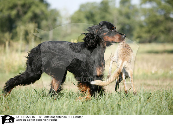 Gordon Setter apportiert Fuchs / RR-22345