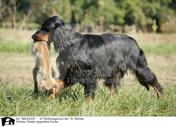 Gordon Setter apportiert Fuchs / RR-22347