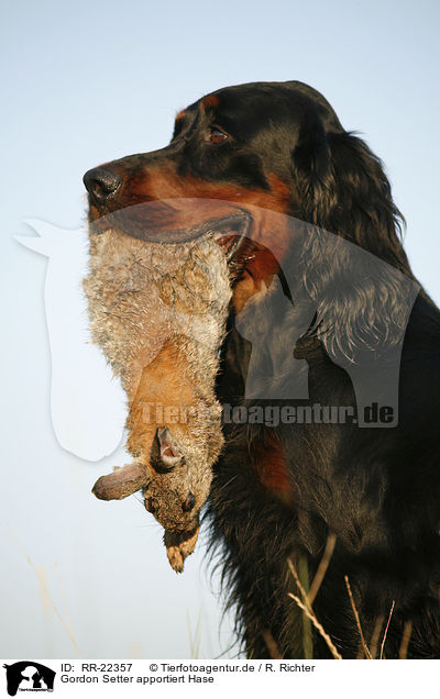 Gordon Setter apportiert Hase / Gordon Setter retrieves rabbit / RR-22357