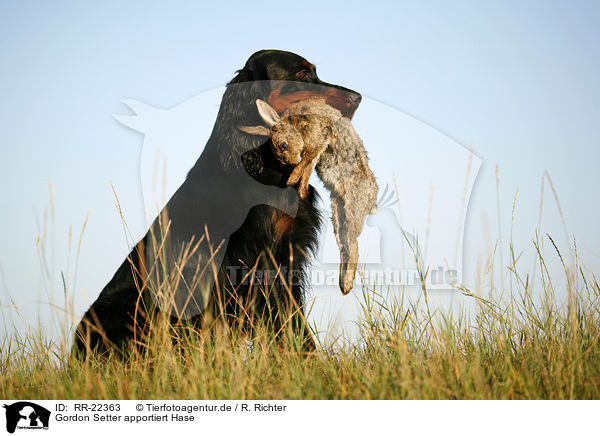 Gordon Setter apportiert Hase / Gordon Setter retrieves rabbit / RR-22363