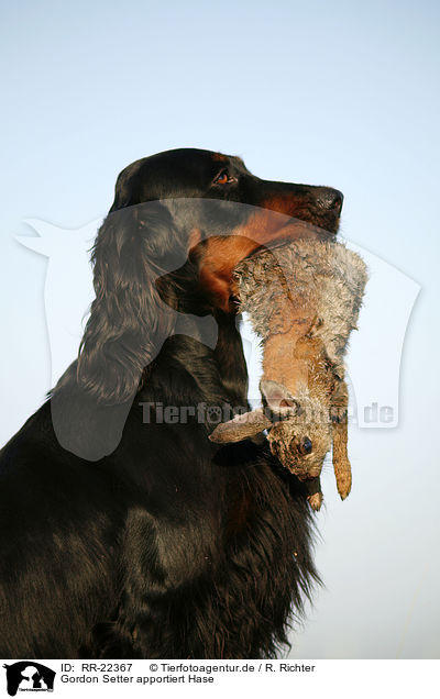 Gordon Setter apportiert Hase / RR-22367