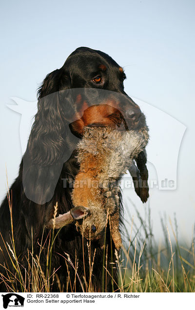 Gordon Setter apportiert Hase / Gordon Setter retrieves rabbit / RR-22368