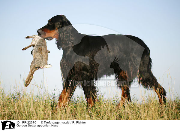 Gordon Setter apportiert Hase / RR-22370