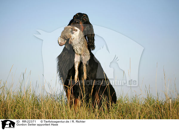 Gordon Setter apportiert Hase / Gordon Setter retrieves rabbit / RR-22371