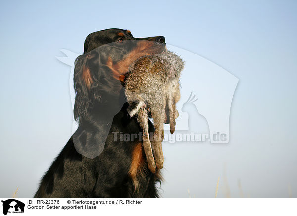 Gordon Setter apportiert Hase / Gordon Setter retrieves rabbit / RR-22376