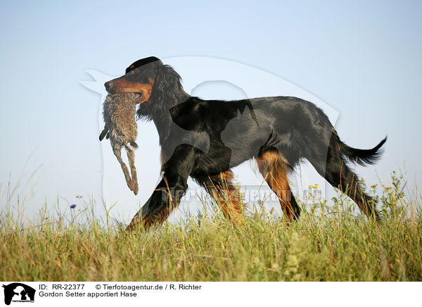 Gordon Setter apportiert Hase / RR-22377