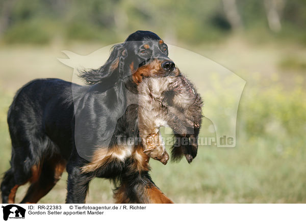 Gordon Setter apportiert Marder / Gordon Setter retrieves polecat / RR-22383