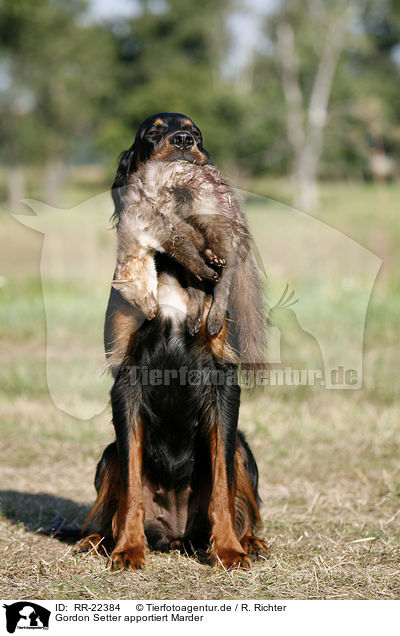 Gordon Setter apportiert Marder / Gordon Setter retrieves polecat / RR-22384