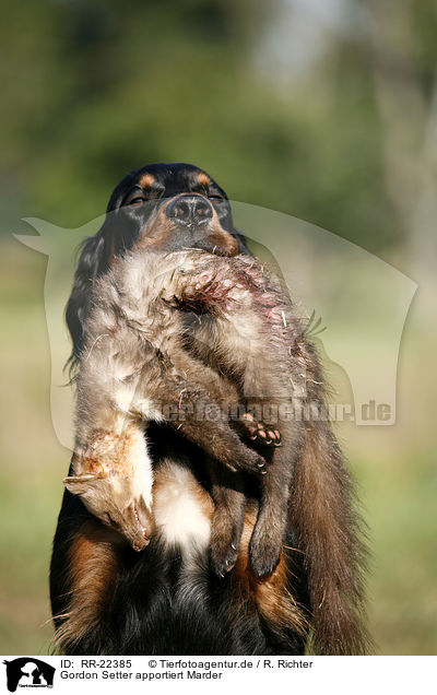 Gordon Setter apportiert Marder / Gordon Setter retrieves polecat / RR-22385