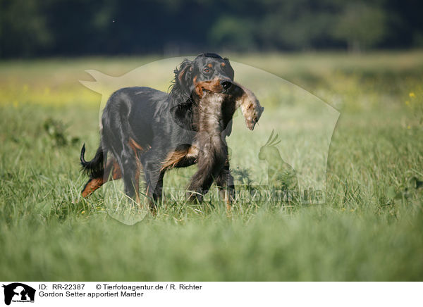 Gordon Setter apportiert Marder / Gordon Setter retrieves polecat / RR-22387