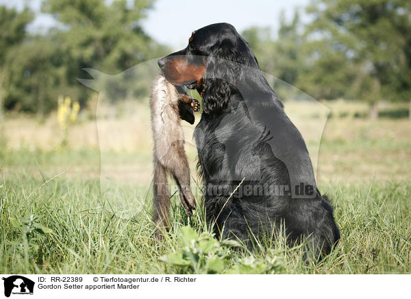 Gordon Setter apportiert Marder / Gordon Setter retrieves polecat / RR-22389