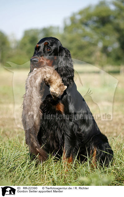Gordon Setter apportiert Marder / Gordon Setter retrieves polecat / RR-22390
