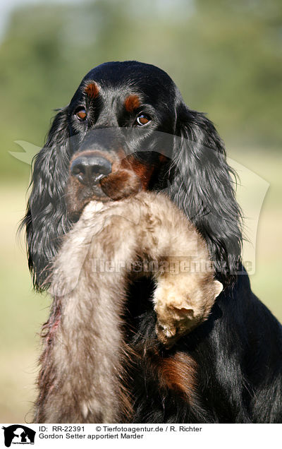Gordon Setter apportiert Marder / Gordon Setter retrieves polecat / RR-22391