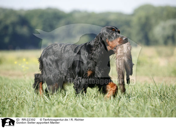 Gordon Setter apportiert Marder / Gordon Setter retrieves polecat / RR-22392
