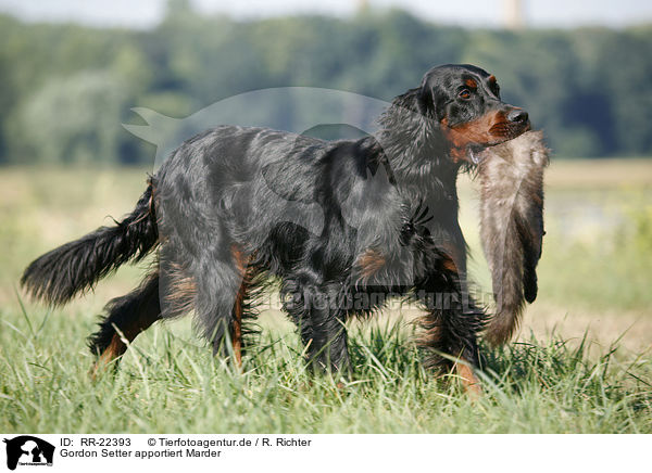 Gordon Setter apportiert Marder / Gordon Setter retrieves polecat / RR-22393
