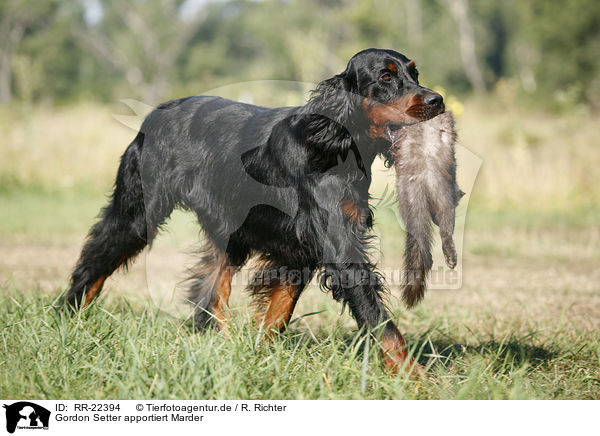 Gordon Setter apportiert Marder / Gordon Setter retrieves polecat / RR-22394