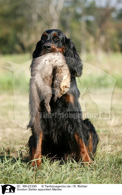 Gordon Setter apportiert Marder / Gordon Setter retrieves polecat / RR-22395
