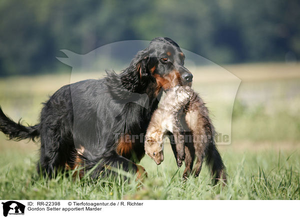 Gordon Setter apportiert Marder / Gordon Setter retrieves polecat / RR-22398