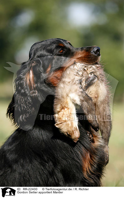 Gordon Setter apportiert Marder / Gordon Setter retrieves polecat / RR-22400