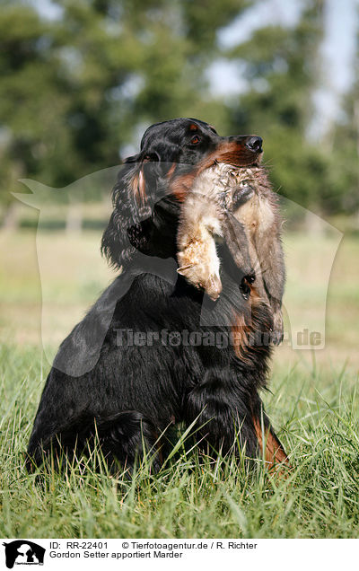 Gordon Setter apportiert Marder / Gordon Setter retrieves polecat / RR-22401