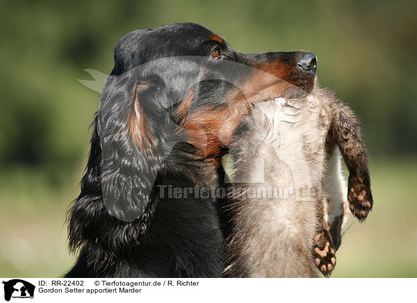 Gordon Setter apportiert Marder / Gordon Setter retrieves polecat / RR-22402
