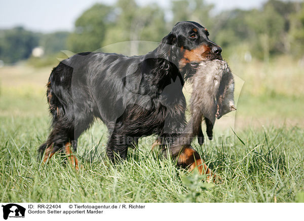 Gordon Setter apportiert Marder / Gordon Setter retrieves polecat / RR-22404