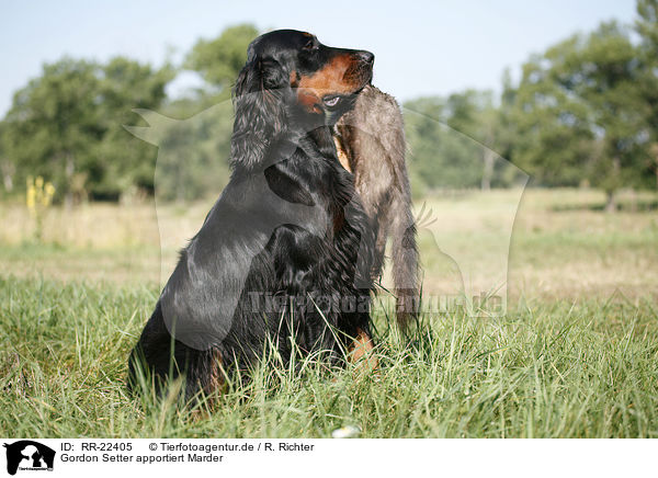 Gordon Setter apportiert Marder / Gordon Setter retrieves polecat / RR-22405