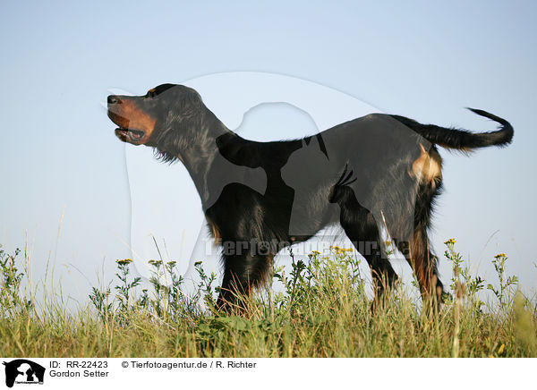 Gordon Setter / RR-22423