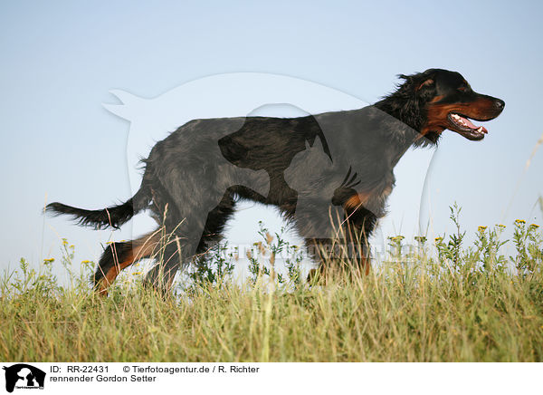 rennender Gordon Setter / running Gordon Setter / RR-22431