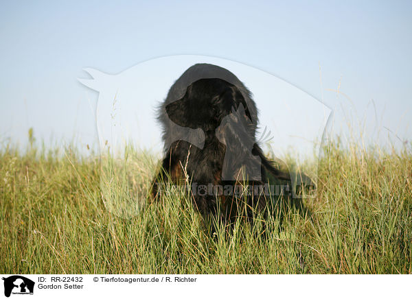 Gordon Setter / Gordon Setter / RR-22432