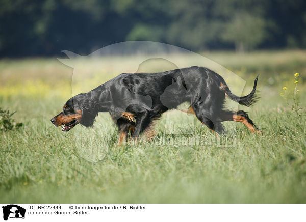 rennender Gordon Setter / running Gordon Setter / RR-22444