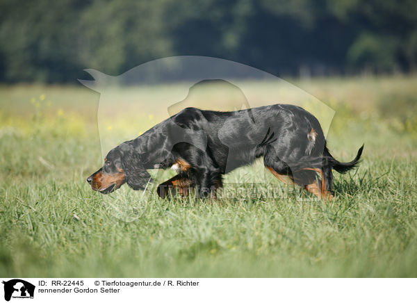 rennender Gordon Setter / running Gordon Setter / RR-22445