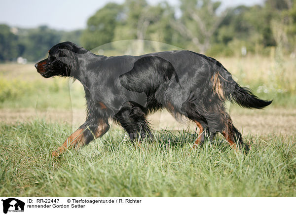 rennender Gordon Setter / running Gordon Setter / RR-22447
