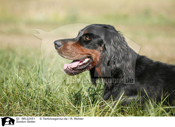 Gordon Setter / RR-22451