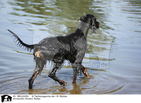 rennender Gordon Setter / running Gordon Setter / RR-22459