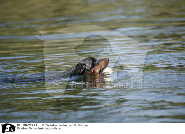 Gordon Setter beim apportieren / RR-22471