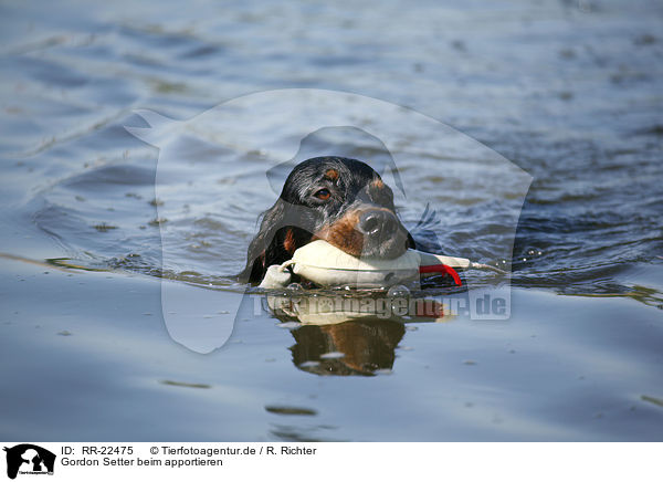 Gordon Setter beim apportieren / RR-22475