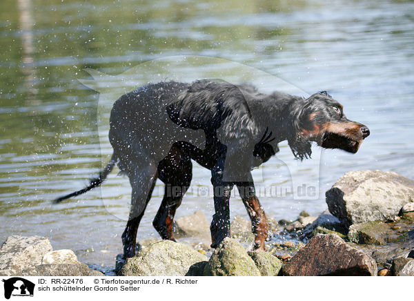 sich schttelnder Gordon Setter / shaking Gordon Setter / RR-22476
