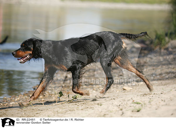rennender Gordon Setter / running Gordon Setter / RR-22481