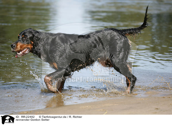 rennender Gordon Setter / running Gordon Setter / RR-22482