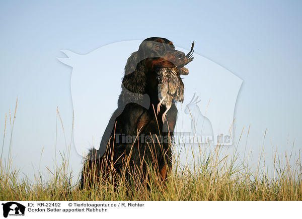 Gordon Setter apportiert Rebhuhn / Gordon Setter retrieves partridge / RR-22492