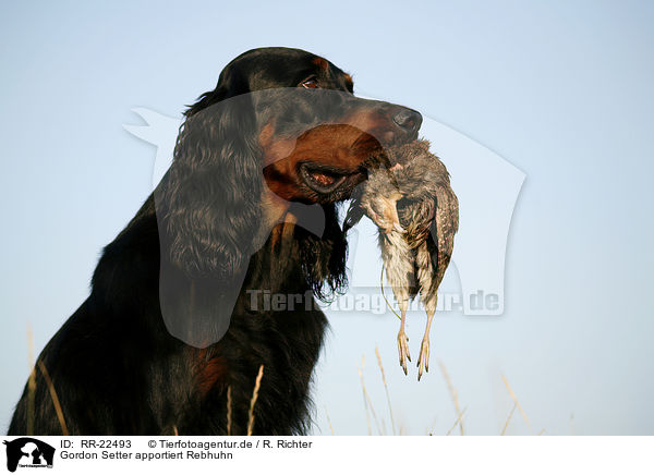 Gordon Setter apportiert Rebhuhn / RR-22493