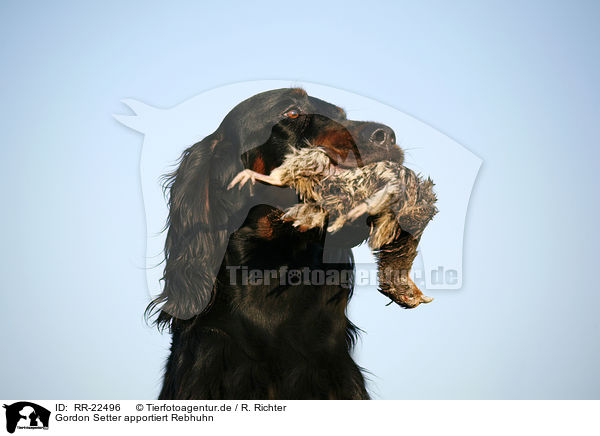 Gordon Setter apportiert Rebhuhn / Gordon Setter retrieves partridge / RR-22496