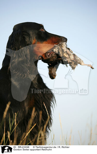 Gordon Setter apportiert Rebhuhn / Gordon Setter retrieves partridge / RR-22498