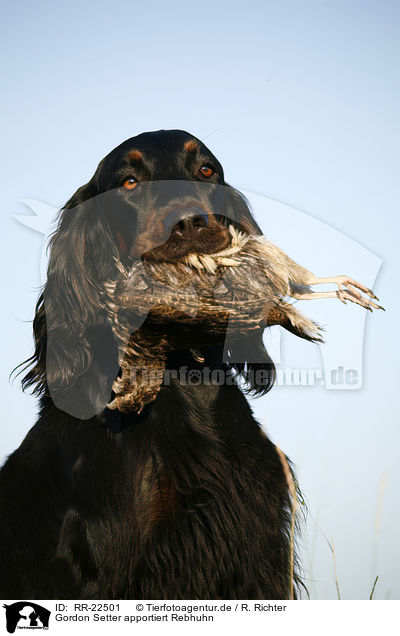 Gordon Setter apportiert Rebhuhn / Gordon Setter retrieves partridge / RR-22501