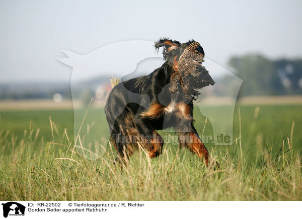 Gordon Setter apportiert Rebhuhn / Gordon Setter retrieves partridge / RR-22502