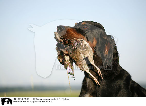 Gordon Setter apportiert Rebhuhn / Gordon Setter retrieves partridge / RR-22503