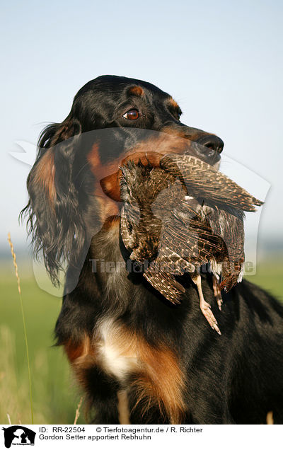 Gordon Setter apportiert Rebhuhn / Gordon Setter retrieves partridge / RR-22504