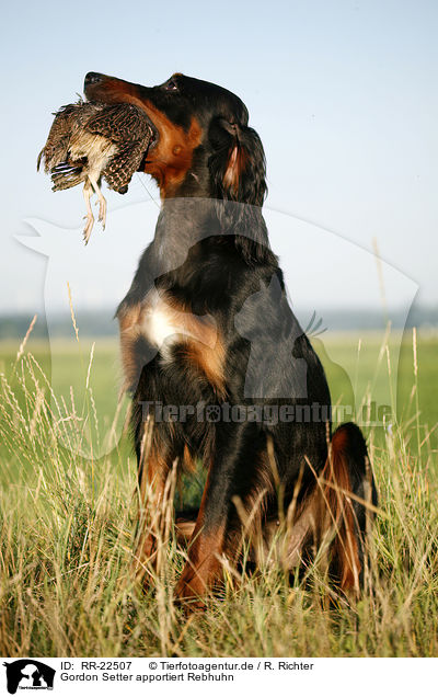 Gordon Setter apportiert Rebhuhn / RR-22507